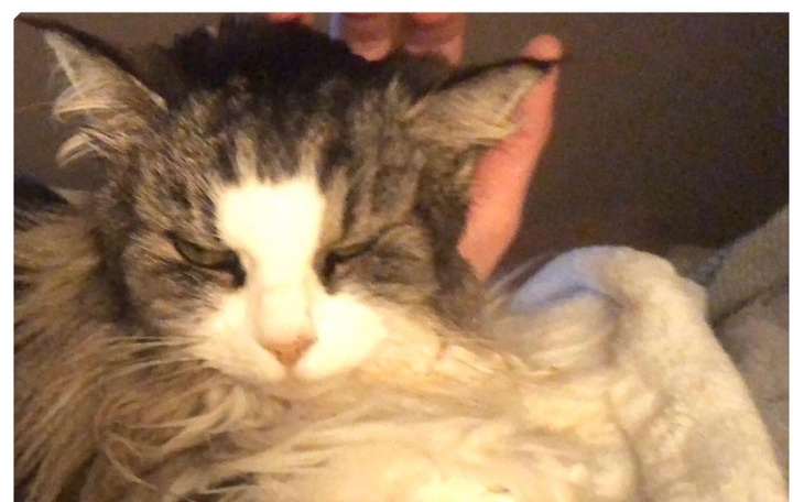 Zbiórka Lucy prosi o pomoc - zdjęcie główne