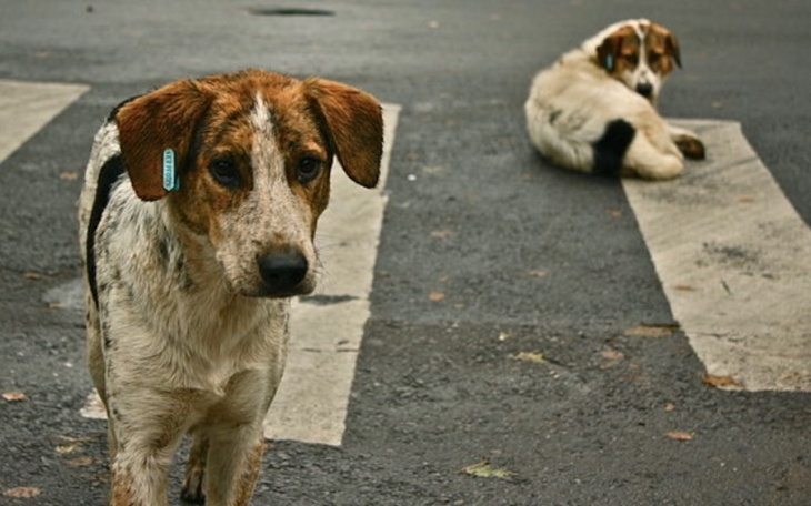 Zbiórka Pomoc dla bezdomnych zwierzątt - zdjęcie główne