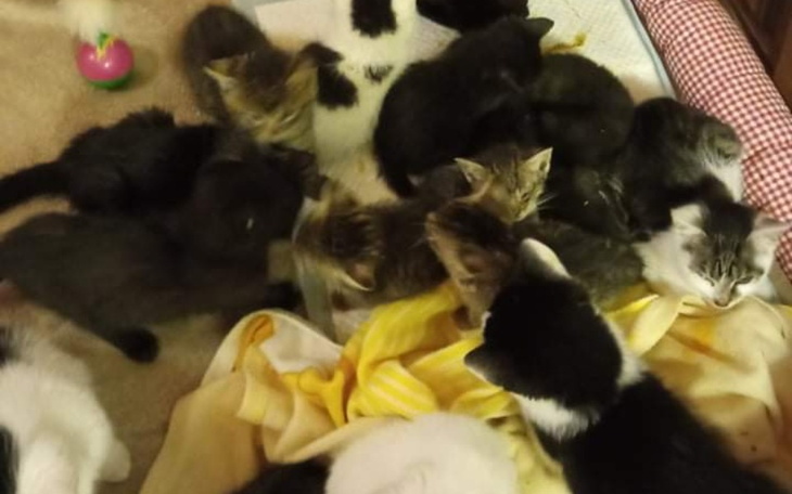 Zbiórka Pomoż napełnić kocie brzuszki - zdjęcie główne