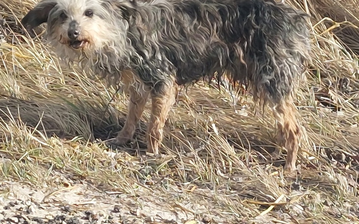 Mały pies w wysokiej trawie, z wyrazem ciekawości na pysku.