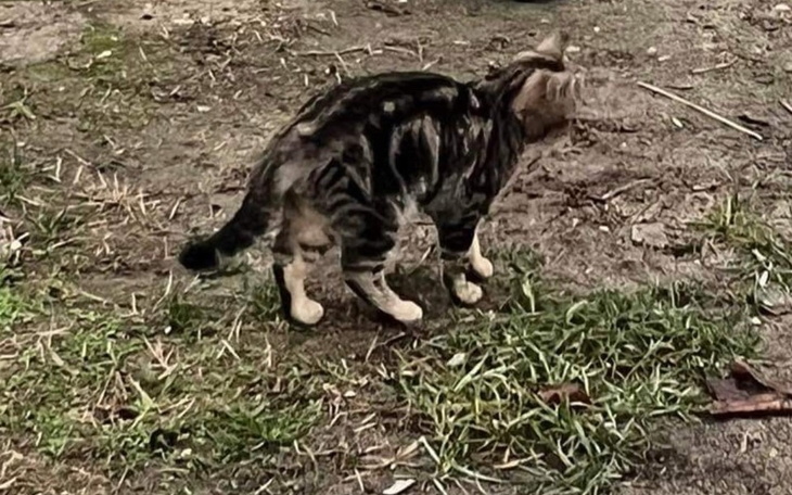 Kot spacerujący po trawie, eksplorujący otoczenie.