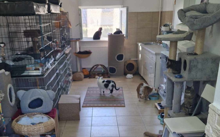 Pomieszczenie z wieloma kotami, w tym drapaki i klatki.