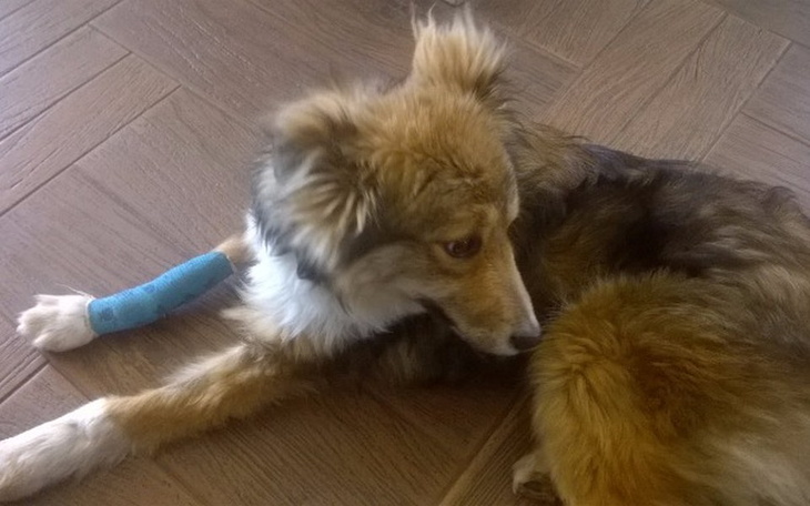 Zbiórka Pomóżmy Foxi uratować łapkę! - zdjęcie główne