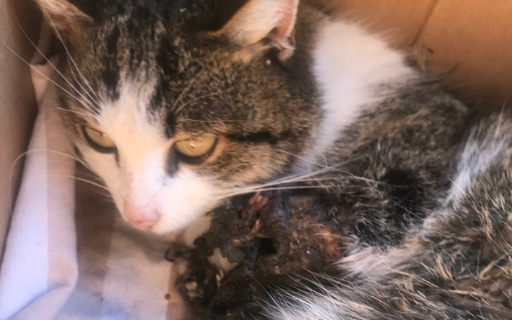 Zbiórka Protezy dla kota Feniksa-pomóż - zdjęcie główne