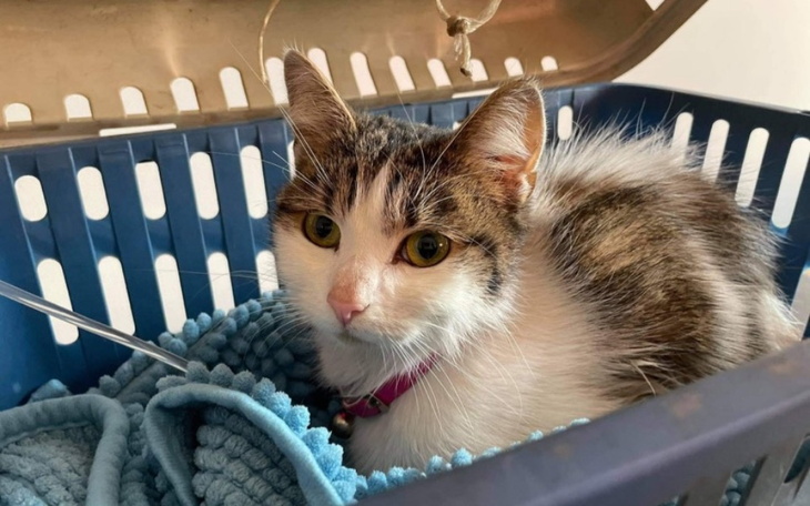 Zbiórka Kot wyrzucony z CZWARTEGO piętra - zdjęcie główne