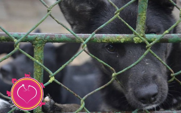 Zbiórka Zwierzętom w Potrzebie Elbląg - zdjęcie główne