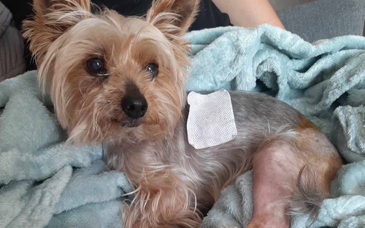 Zbiórka Na operacje starszego pieska - zdjęcie główne