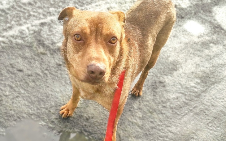 Pies na smyczy, patrzy w obiektyw, otoczenie z szarym podłożem.