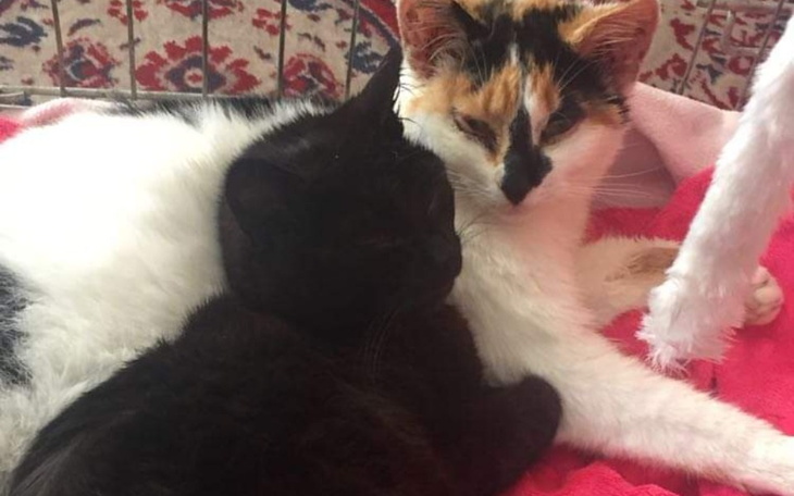 Zbiórka Schorowane i zagłodzone kotki - zdjęcie główne