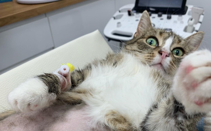 Kot na stole w klinice weterynaryjnej.