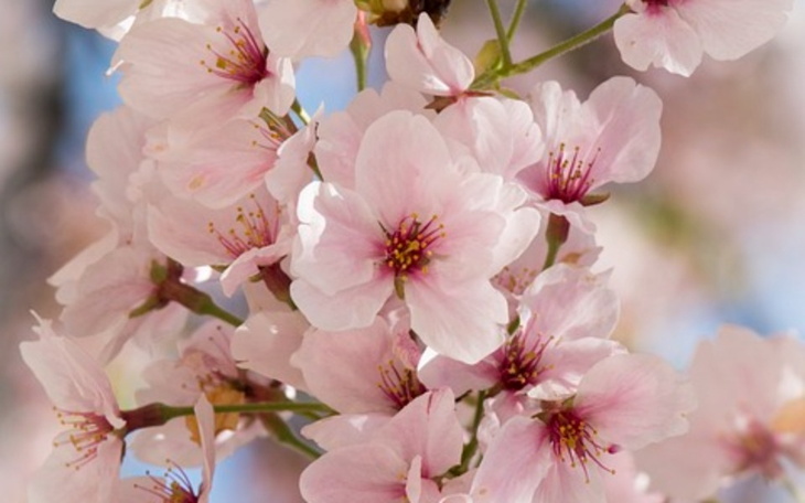 Zbiórka Kwiaty dla mojej mamy - zdjęcie główne