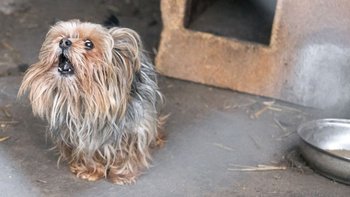 Zbiórka Pomóż leczyć psy z patohodowli! - miniaturka zdjęcia