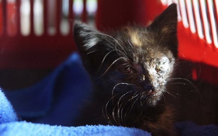 Zbiórka Dziubasek chce żyć... - zdjęcie główne