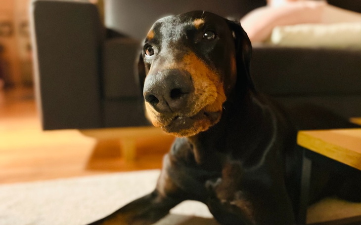 Zbiórka aRes pomaga dużemu dobermanowi - zdjęcie główne