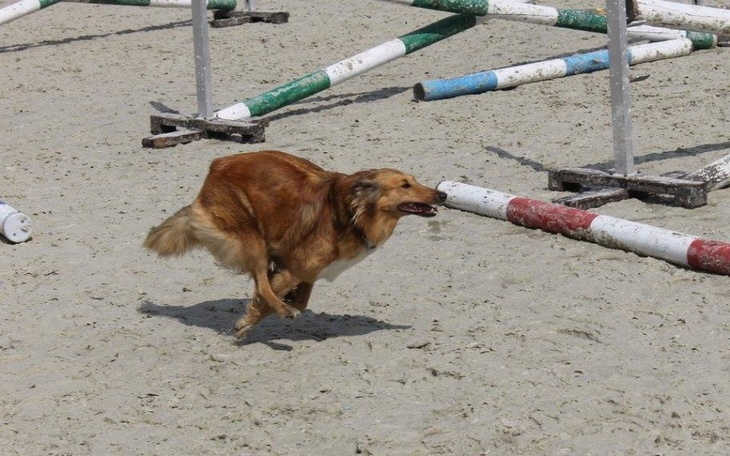 Zbiórka 4 łapy dla Luny - zdjęcie główne