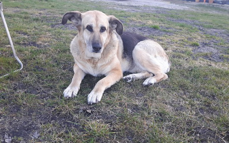 Zbiórka Suplement na stawy dla Suni :) - zdjęcie główne