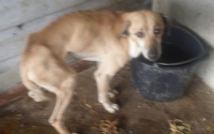 Zbiórka Zagłodzony Maciuś-na leczenie - zdjęcie główne