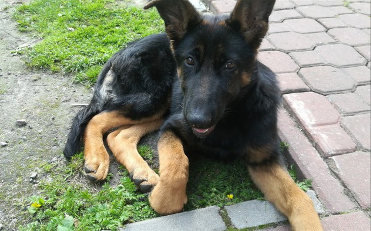 Zbiórka Operacja Daisy - zdjęcie główne