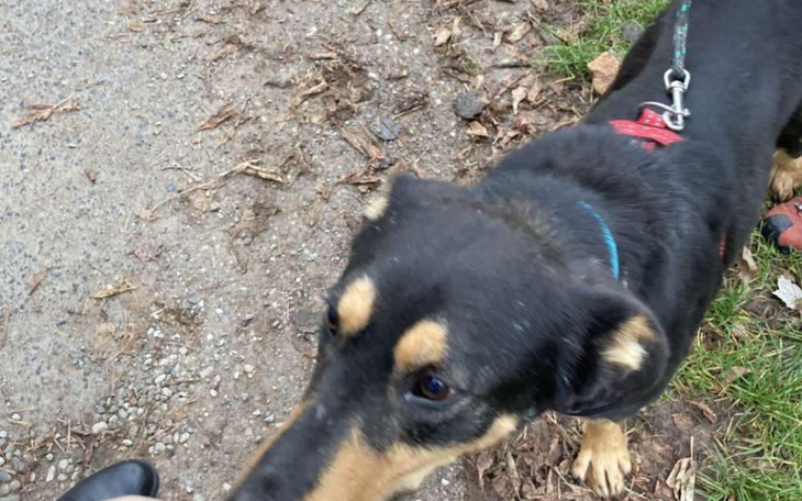 Zbiórka Dla Rufiego - zdjęcie główne