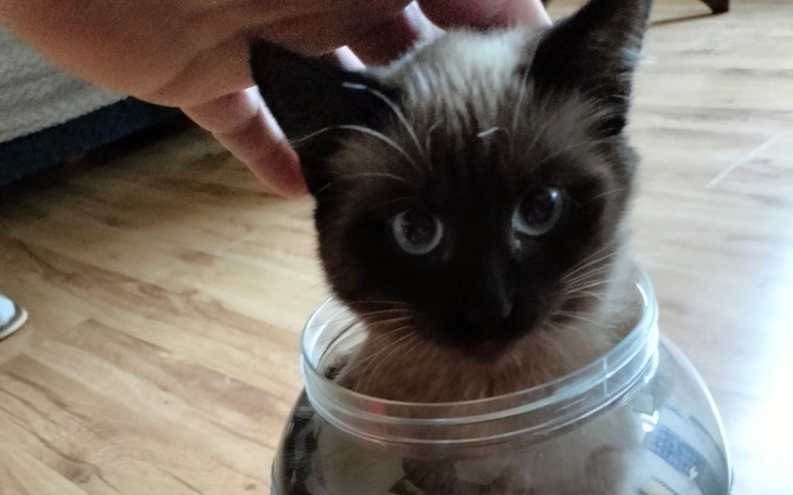 Zbiórka Szkolenie umiejętności - zdjęcie główne