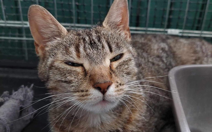 Zbiórka Kicia Maja - zdjęcie główne