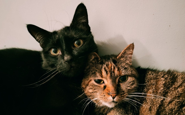 Dwa koty blisko siebie, czarny i pręgowany, na tle ściany.