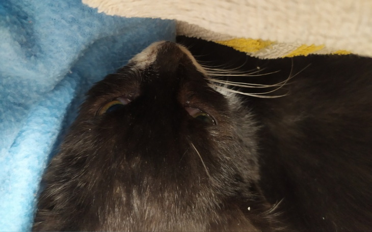 Zbiórka Ratujemy kocią krówkę - zdjęcie główne