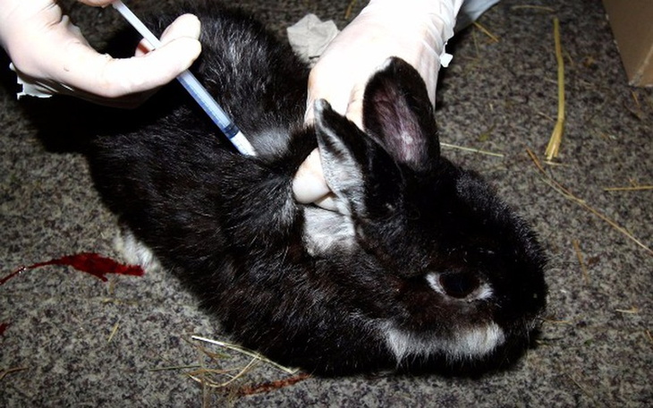 Zbiórka Wielka interwencja! Pomożecie? - zdjęcie główne