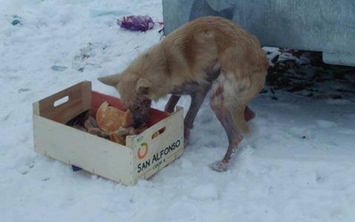 Zbiórka Feniś prosi o pomoc - zdjęcie główne