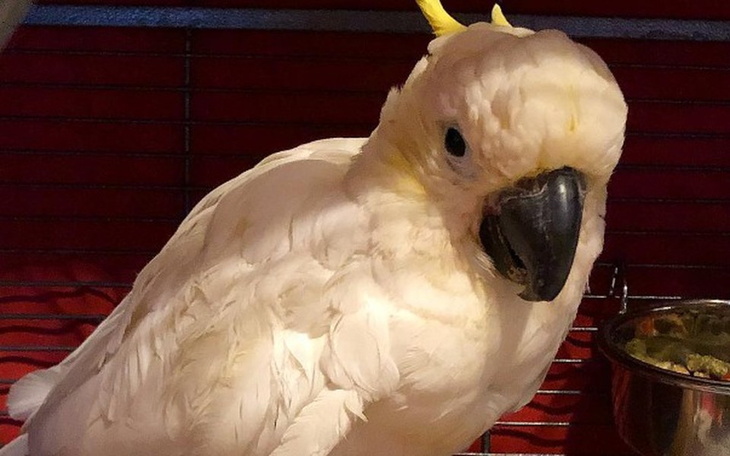 Zbiórka Zbiórka na kremację Bazyla - zdjęcie główne