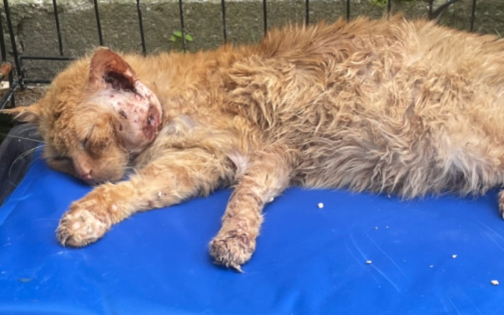 Zbiórka Garfield walczy z rakiem - zdjęcie główne