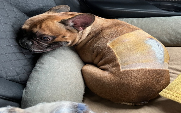 Zbiórka Rehabilitacja- postaw na 4 łapy - zdjęcie główne