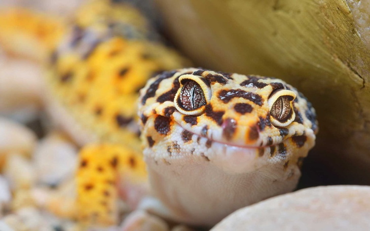 Zbiórka zbieram na terrarium - zdjęcie główne