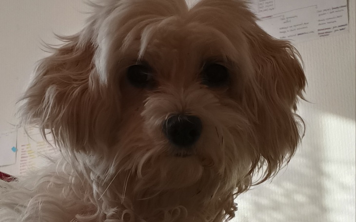 Zbiórka PILNE choroba nerek u pieska pom - zdjęcie główne