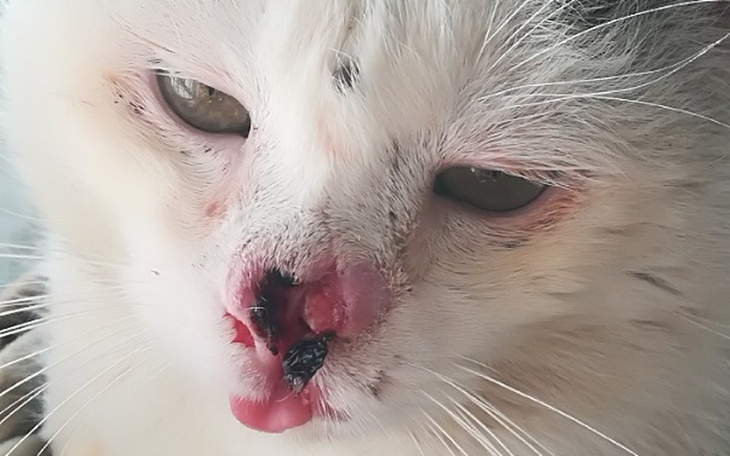 Zbiórka Pinko z dziurą zamiast nosa - zdjęcie główne