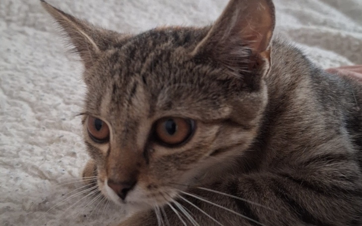 Zbiórka pomoc dla małej kotki-pomóżmy - zdjęcie główne