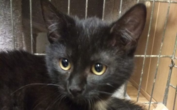 Zbiórka Dzielny Arni wygrał życie - zdjęcie główne