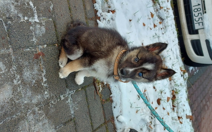 Zbiórka Leczenie szczeniaka husky - zdjęcie główne