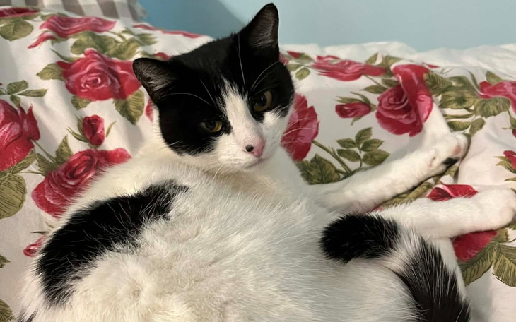 Kot leżący na kwiecistej pościeli, z ciekawym spojrzeniem.
