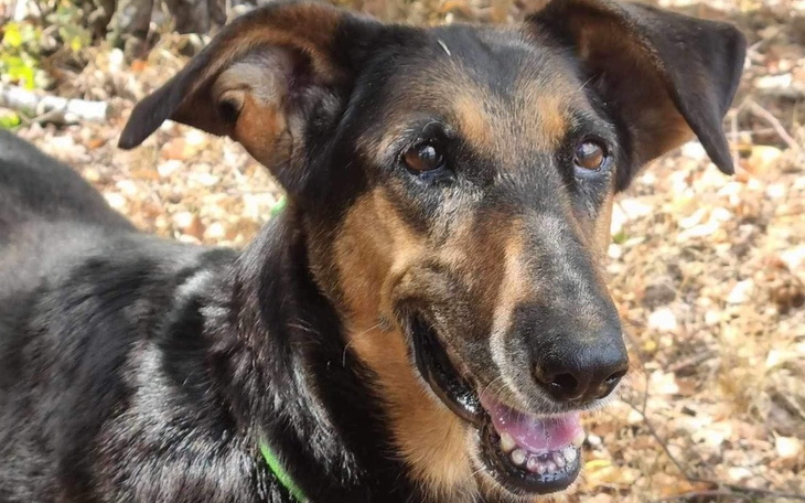 Zbiórka Potrzebne wpłat na uratowane psy - zdjęcie główne