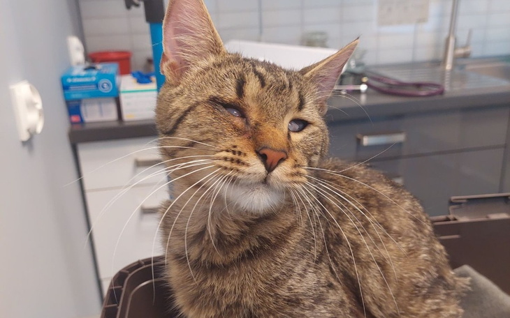 Zbiórka Uszak zbiera na ostatnie dawki.. - zdjęcie główne