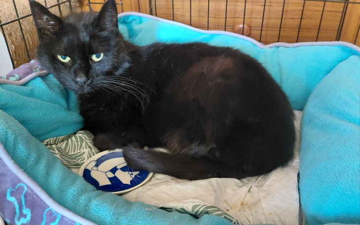 Czarny kot leżący w legowisku, z wyrazem spokoju.