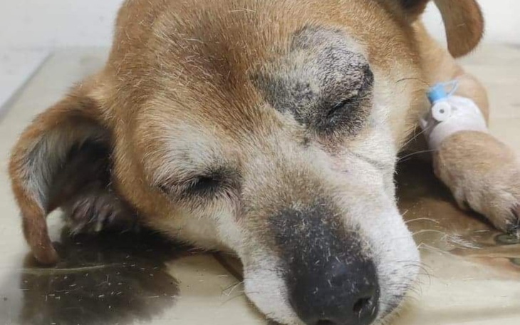 Zbiórka Życie bez bólu. Eklerek. - zdjęcie główne