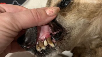 Zbiórka Szansa na życie bez bólu Megi! - miniaturka zdjęcia