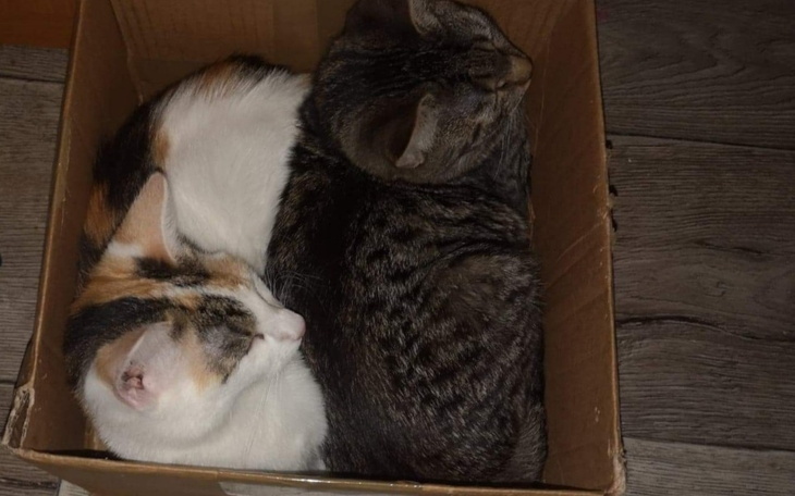 Zbiórka Dla Kici i Szarusi - zdjęcie główne