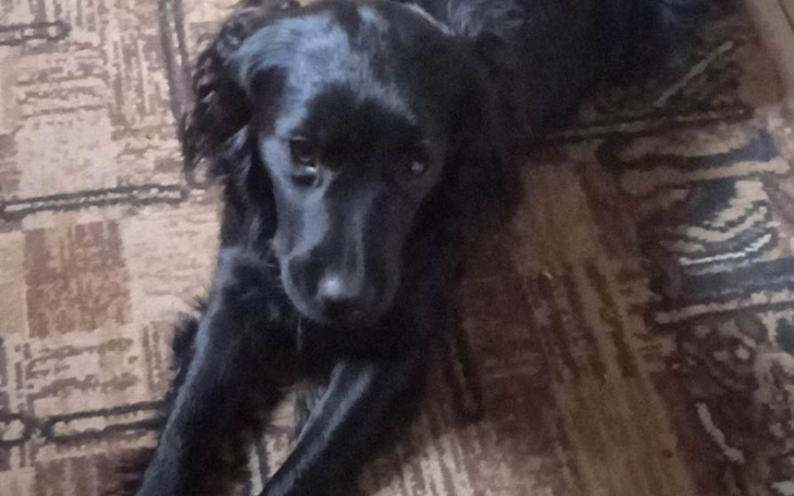 Zbiórka Piesek po wypadku. - zdjęcie główne