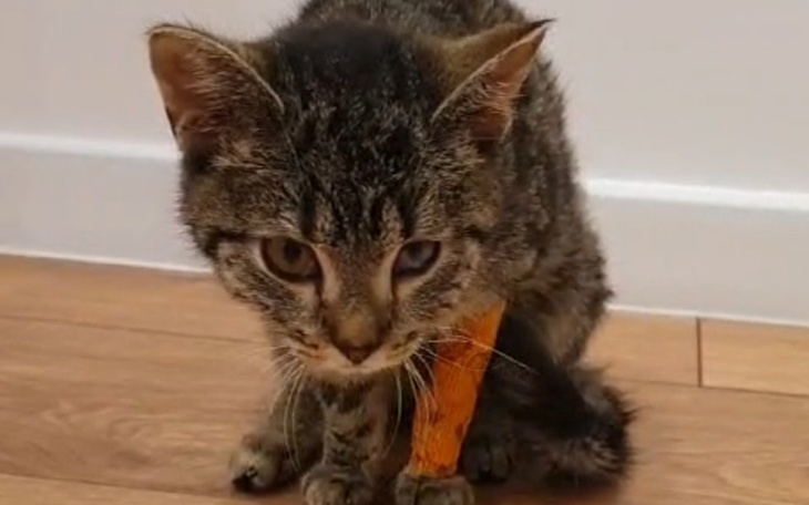 Mały kotek z pomarańczowym bandażem na nodze, wygląda na zmartwionego.