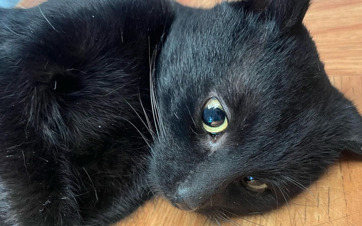 Czarny kot leżący na podłodze, z ciekawym spojrzeniem.