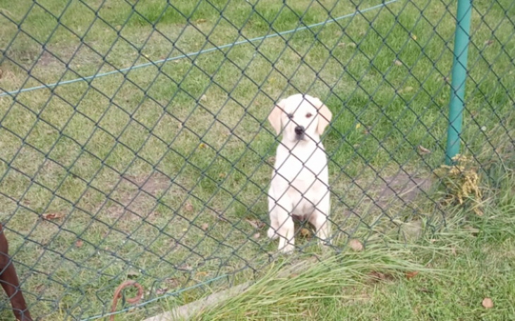 Zbiórka Operacja psa i leczenie - zdjęcie główne