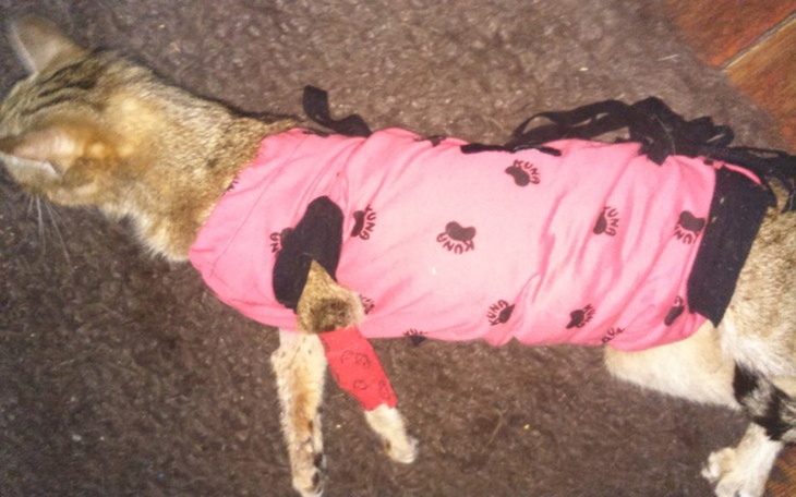 Zbiórka Kocia staruszka chce ŻYĆ - zdjęcie główne